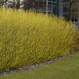 cornus stolonifera -flaviramea